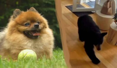 6 kiloluk minik köpeğin kahramanlık anı: Evine giren ayıyı böyle kovaladı!