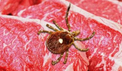Kene ısırığı sizi hayat boyu et ve süt ürünlerinden mahrum edebilir! Alfa-Gal Sendromu nedir?