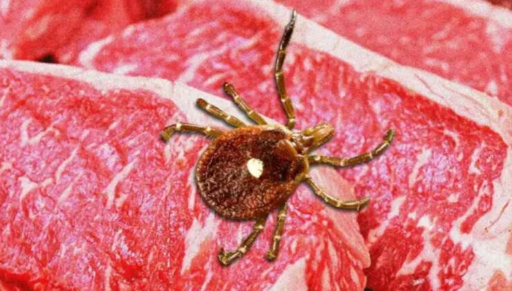 Kene ısırığı sizi hayat boyu et ve süt ürünlerinden mahrum edebilir! Alfa-Gal Sendromu nedir?