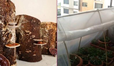 Evinin balkonunda Reishi mantarı üretti! Servet kazanıyor