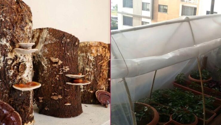Evinin balkonunda Reishi mantarı üretti! Servet kazanıyor