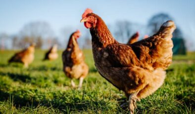Kanatlılarda Vitamin Eksiklikleri ve Çözüm Önerileri