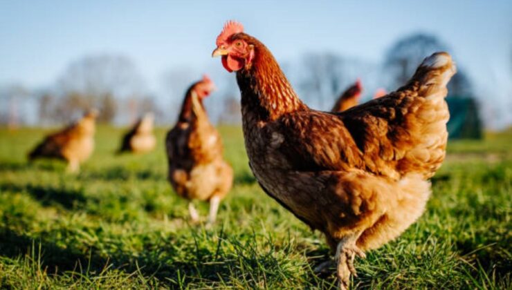 Kanatlılarda Vitamin Eksiklikleri ve Çözüm Önerileri