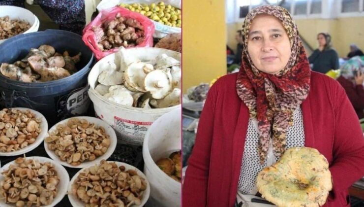 Ormandan kova kova topladı, geçim kaynağı oldu: Kilosu 400 liradan satılıyor!