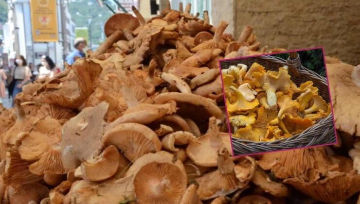 Yağmurla gelen bereket: Fındık tirmiti mantarına yoğun ilgi! Faydaları say say bitmiyor