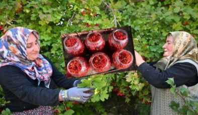 Az masraflı çok kazanç: Gilaburu meyvesi faydaları saymakla bitmiyor