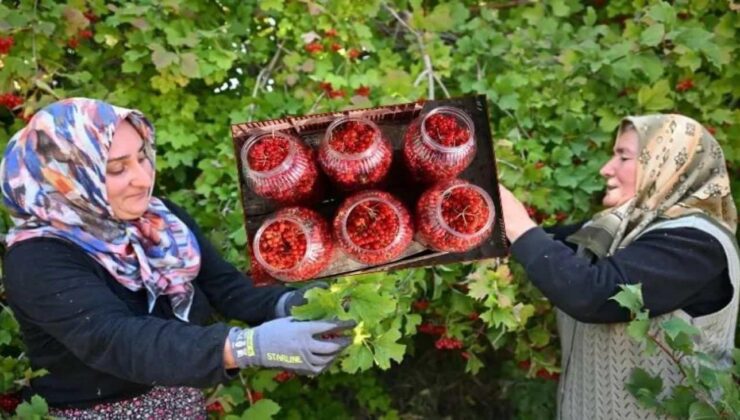 Az masraflı çok kazanç: Gilaburu meyvesi faydaları saymakla bitmiyor