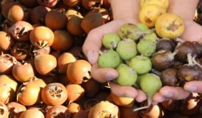 “Beşbıyık” tezgahlarda yerini aldı, kilosu 50 lira! Faydaları saymakla bitmiyor