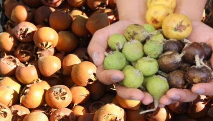 “Beşbıyık” tezgahlarda yerini aldı, kilosu 50 lira! Faydaları saymakla bitmiyor