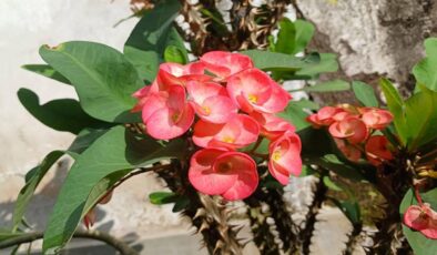 Evde Diken Tacı çiçeği bakımı ve kolay çoğaltma teknikleri