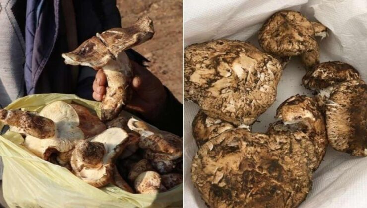 Japonya’nın şifa deposu sedir mantarı! Faydaları saymakla bitmiyor