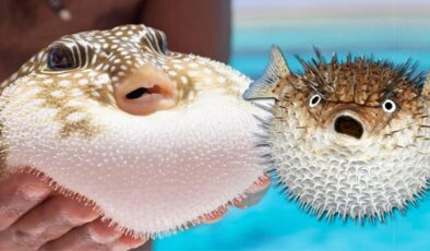 Balon balığı derisinden aksesuar üreten Mehmet Özata, projesi çalınınca soluğu mahkemede aldı!