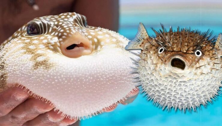 Balon balığı derisinden aksesuar üreten Mehmet Özata, projesi çalınınca soluğu mahkemede aldı!