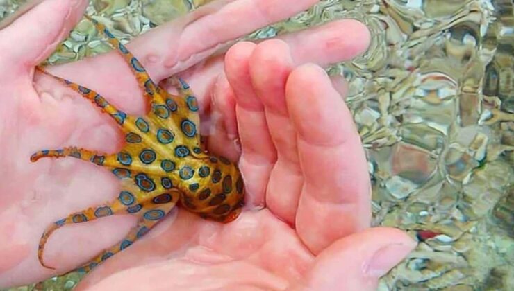 Siyanürden bin kat daha güçlü! Dünyanın en zehirli hayvanını fark etmeden avucunun içine aldı
