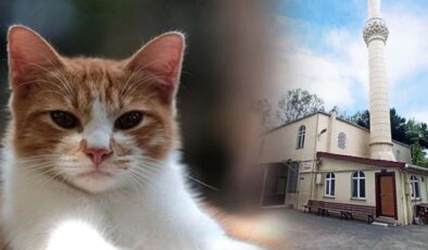 Böylesi görülmedi: Önce patisiyle kapıyı açtı sonra yaptığı hareketle herkesi şaşırttı!