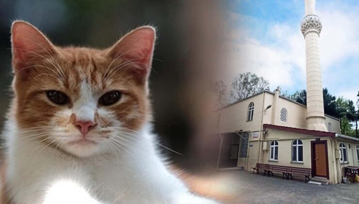 Böylesi görülmedi: Önce patisiyle kapıyı açtı sonra yaptığı hareketle herkesi şaşırttı!