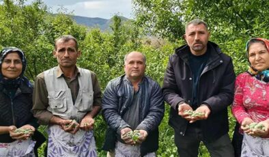 Kalbi koruyor, safra taşını önlüyor, antioksidan deposu: Hasadı erken başladı kilosu 150 TL!