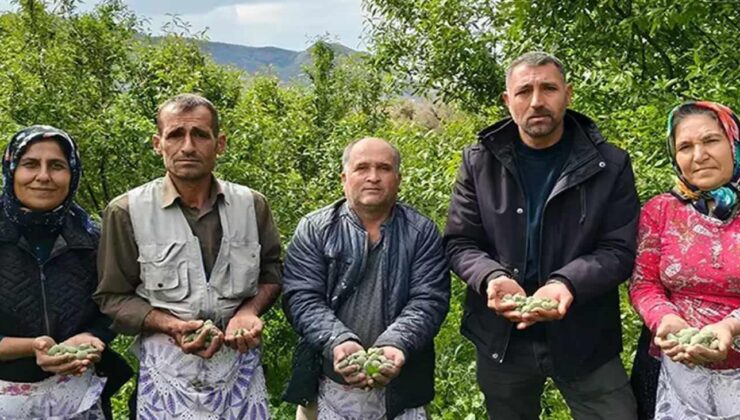 Kalbi koruyor, safra taşını önlüyor, antioksidan deposu: Hasadı erken başladı kilosu 150 TL!