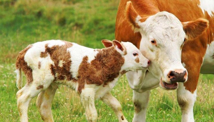 Buzağının merhameti herkesi duygulandırdı: Bağlı olan annesine yemek taşıdı!