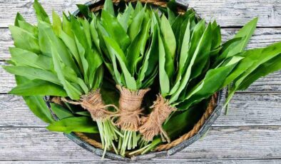 Dik yamaçlardan binbir zahmetle toplanıyor! Şifa kaynağı olarak görülüyor