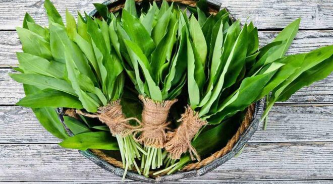 Dik yamaçlardan binbir zahmetle toplanıyor! Şifa kaynağı olarak görülüyor