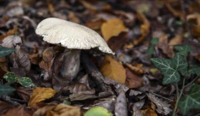 Mantar toplarken bulduğu cisim patlamamış top mermisi çıktı!