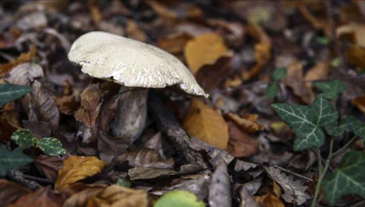 Mantar toplarken bulduğu cisim patlamamış top mermisi çıktı!
