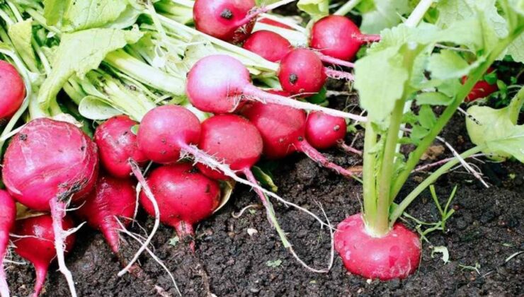 Pazar tezgahlarının gözde sebzesi: Balla tüketince öksürüğü kökten bitiriyor!